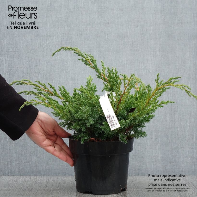 Exemplaar van Juniperus squamata Blue Swede - Himalaya jeneverbes Pot van 2 l/3 l zoals geleverd in de herfst
