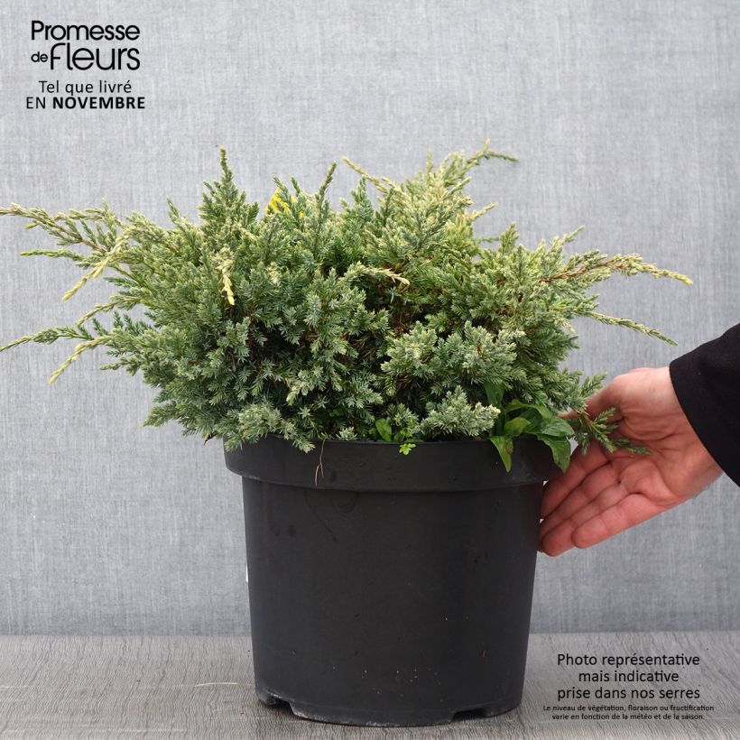 Exemplaar van Juniperus squamata Dream Joy - Himalaya jeneverbes Pot van 7,5 l/10 l zoals geleverd in de herfst