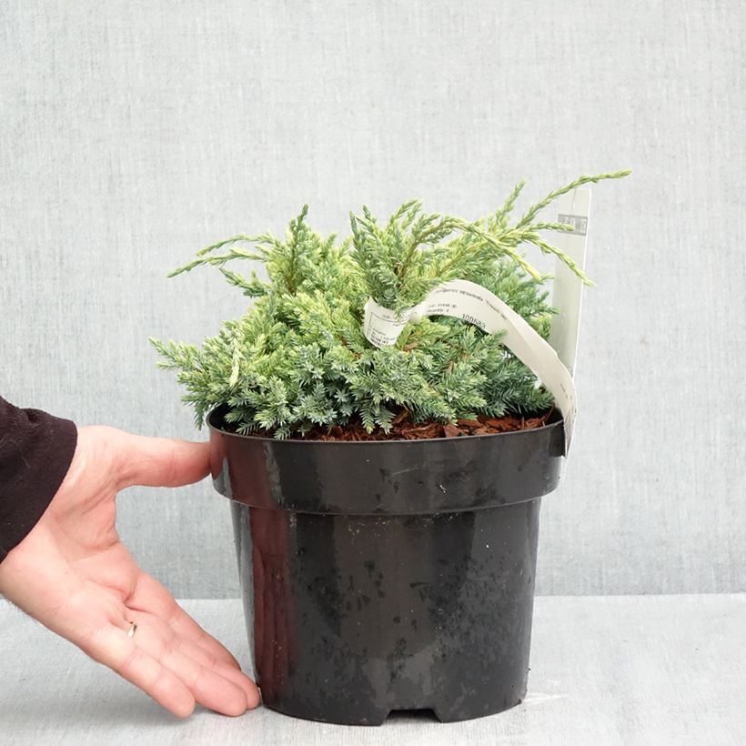Exemplaar van Juniperus squamata Dream Joy - Himalaya jeneverbes Pot van 2 l/3 l zoals geleverd in de herfst