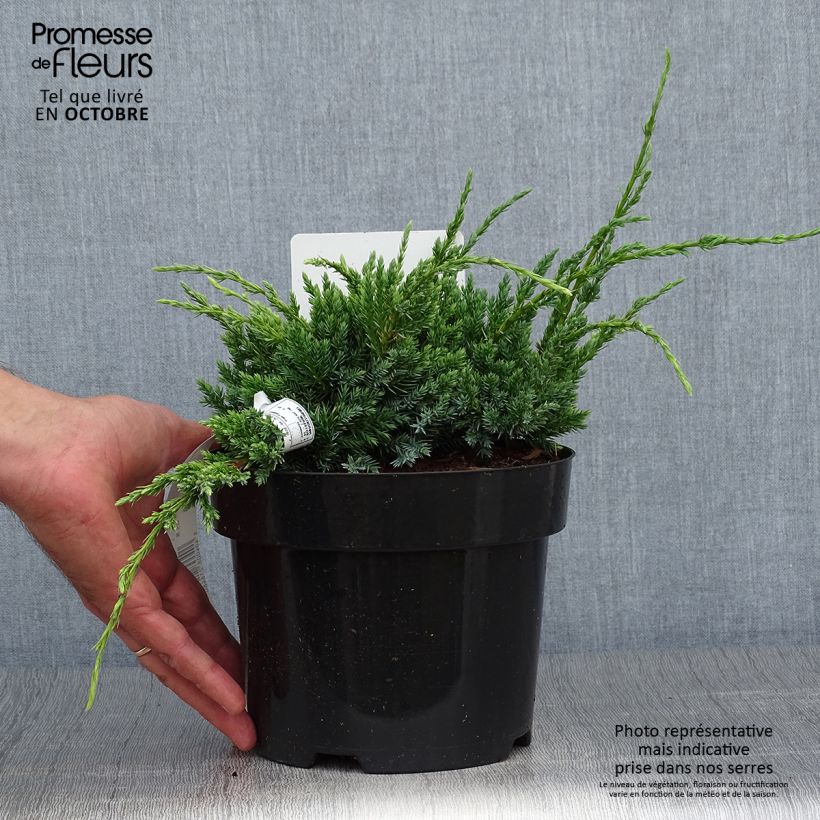 Exemplaar van Juniperus squamata Holger - Himalaya jeneverbes Pot van 2 l/3 l zoals geleverd in de herfst