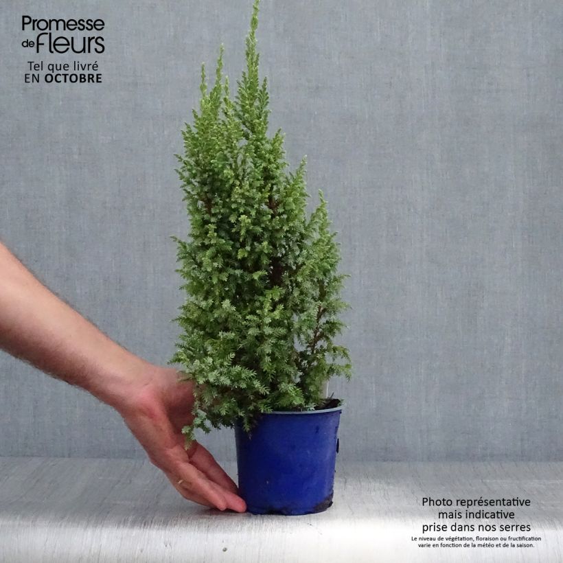Exemplaar van Juniperus squamata Loderi - Himalaya jeneverbes Pot van 2 l/3 l zoals geleverd in de herfst
