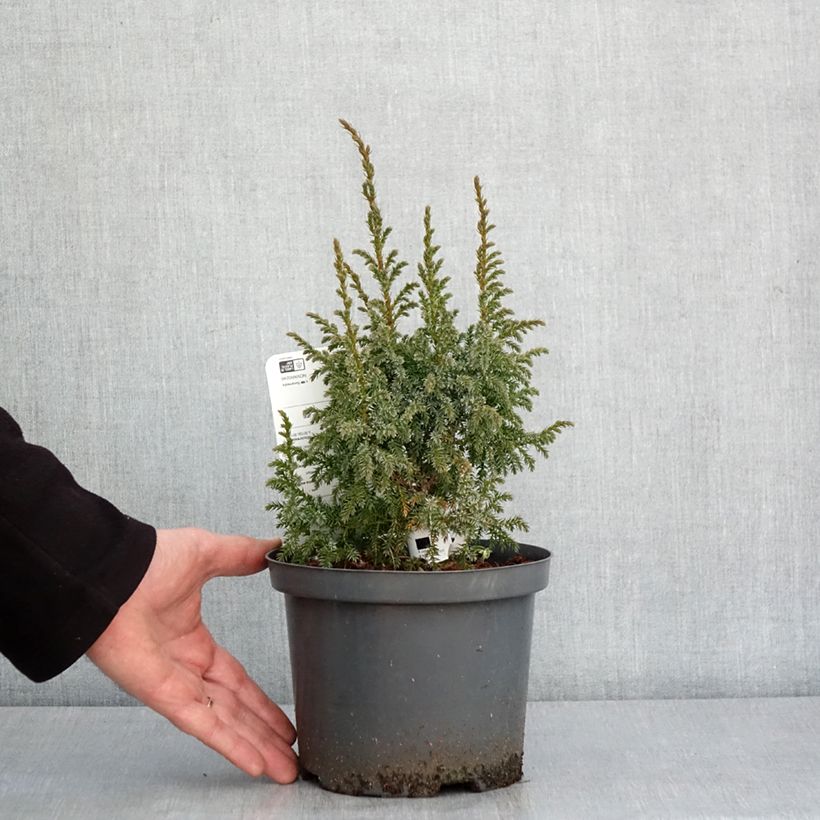 Exemplaar van Juniperus squamata Loderi - Himalaya jeneverbes Pot van 2 l/3 l zoals geleverd in de winter