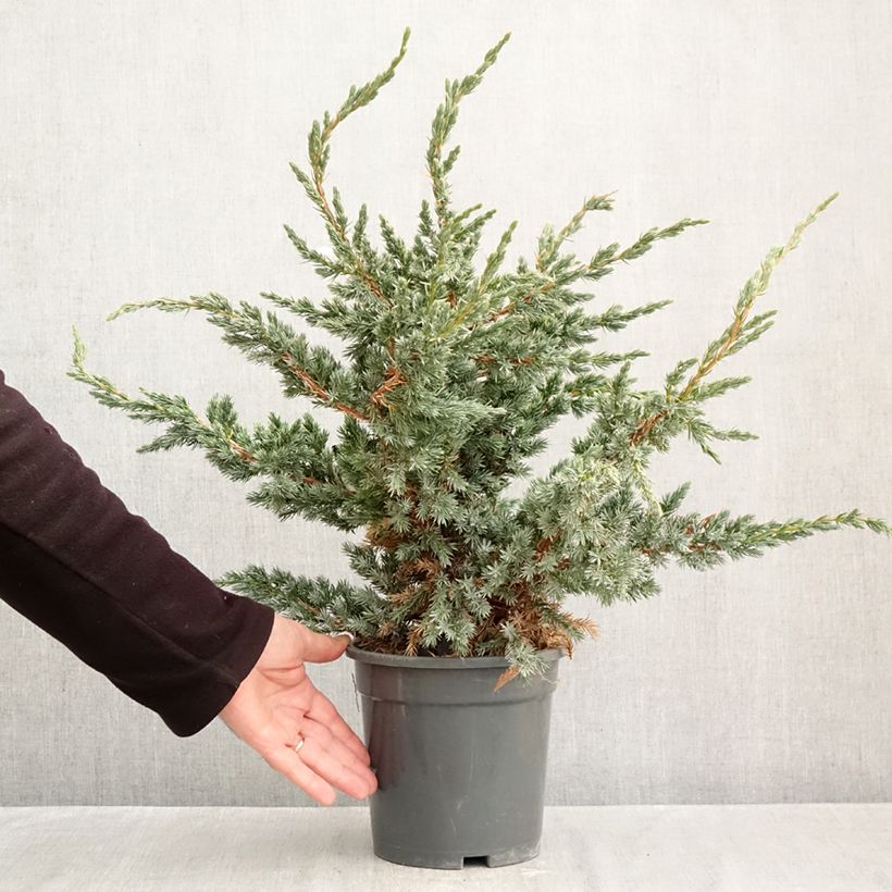 Exemplaar van Juniperus squamata Meyeri - Himalaya jeneverbes Pot van 3 l/4 l zoals geleverd in de herfst