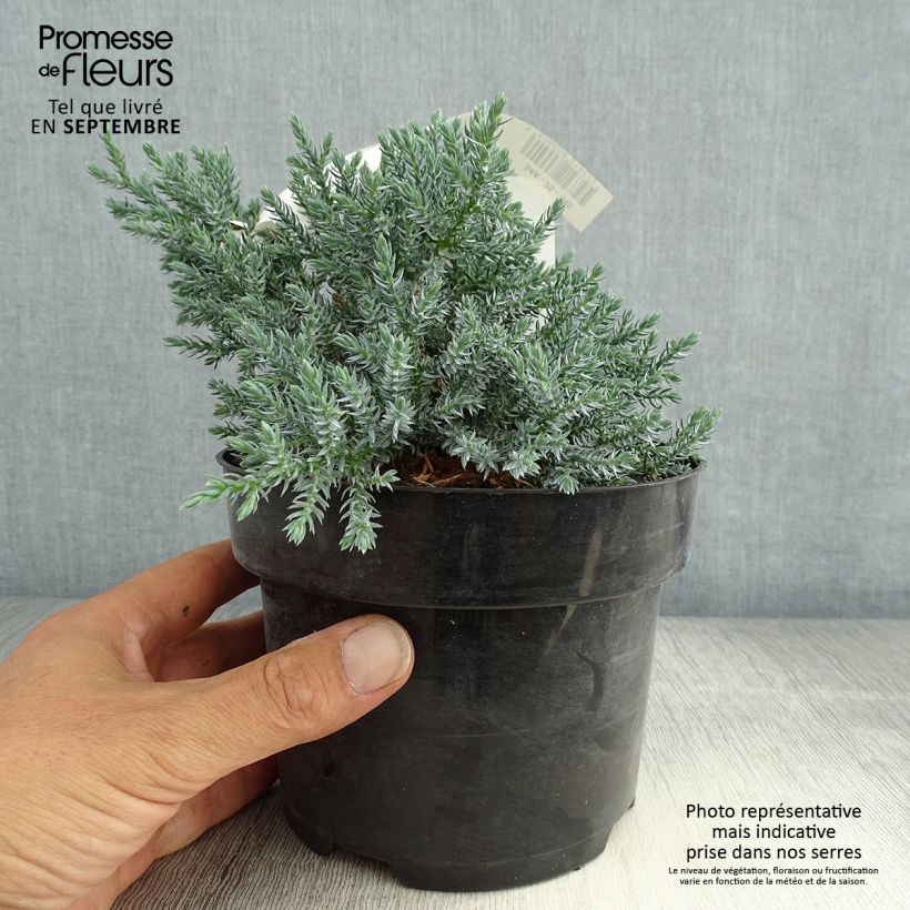 Exemplaar van Juniperus squamata Tropical Blue - Himalaya jeneverbes Pot van 2 l/3 l zoals geleverd in de zomer