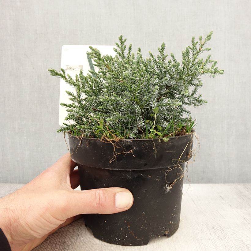 Example of Juniperus squamata Tropical Blue - Himalaya jeneverbes Pot van 2 l/3 l as you get in printemps