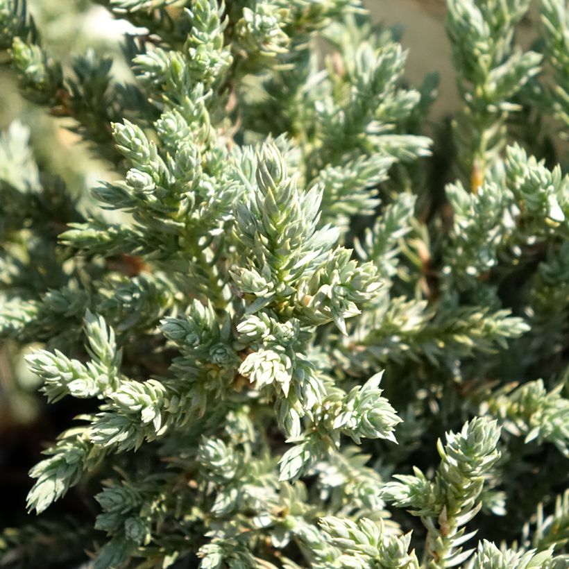 Juniperus squamata Tropical Blue - Himalaya jeneverbes (Blad)