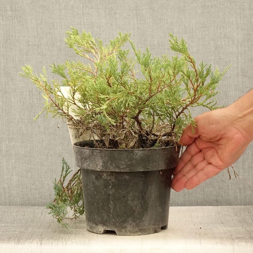 Exemplaar van Juniperus horizontalis Agnieszka - Kruipende jeneverbes Pot van 2 l/3 l zoals geleverd in de zomer