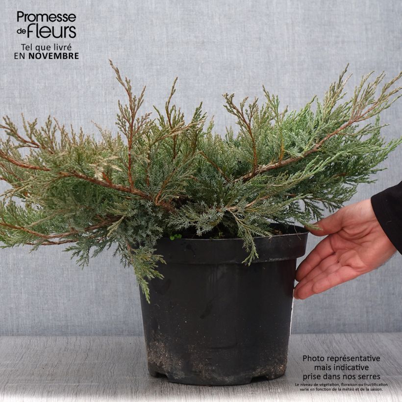 Exemplaar van Juniperus horizontalis Agnieszka - Kruipende jeneverbes Pot van 7,5 l/10 l zoals geleverd in de herfst
