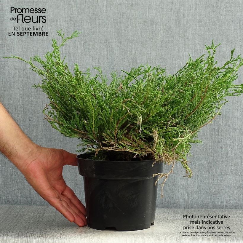 Exemplaar van Juniperus horizontalis Andorra Compact - Kruipende jeneverbes Pot van 2 l/3 l zoals geleverd in de zomer