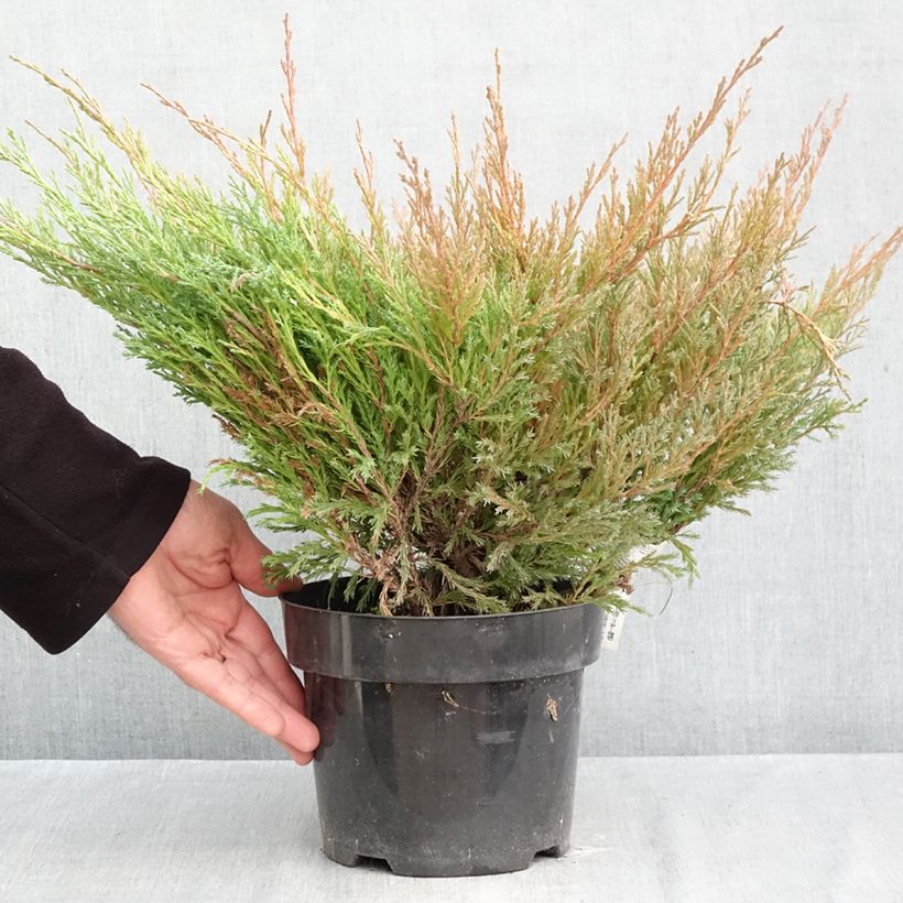 Exemplaar van Juniperus horizontalis Andorra Compact - Kruipende jeneverbes Pot van 2 l/3 l zoals geleverd in de herfst