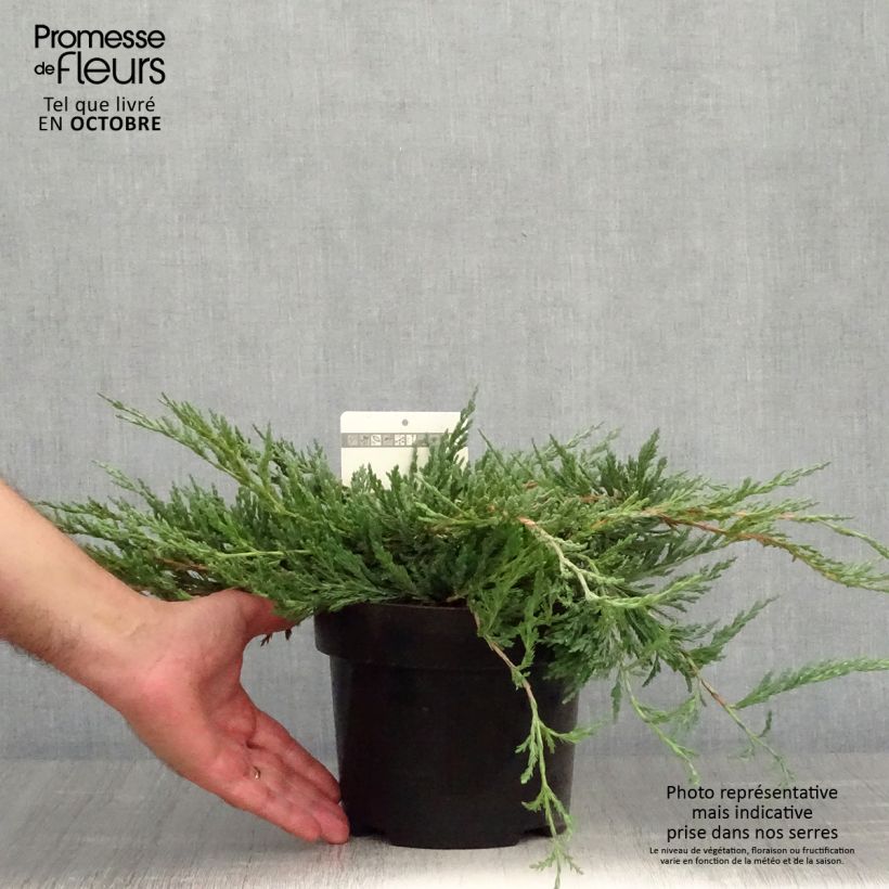 Exemplaar van Juniperus horizontalis Jade River - Kruipende jeneverbes Pot van 2 l/3 l zoals geleverd in de herfst
