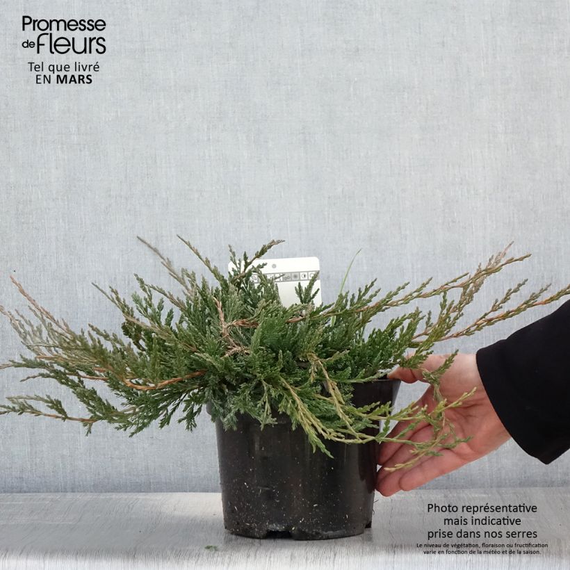 Exemplaar van Juniperus horizontalis Jade River - Kruipende jeneverbes Pot van 2 l/3 l zoals geleverd in de lente