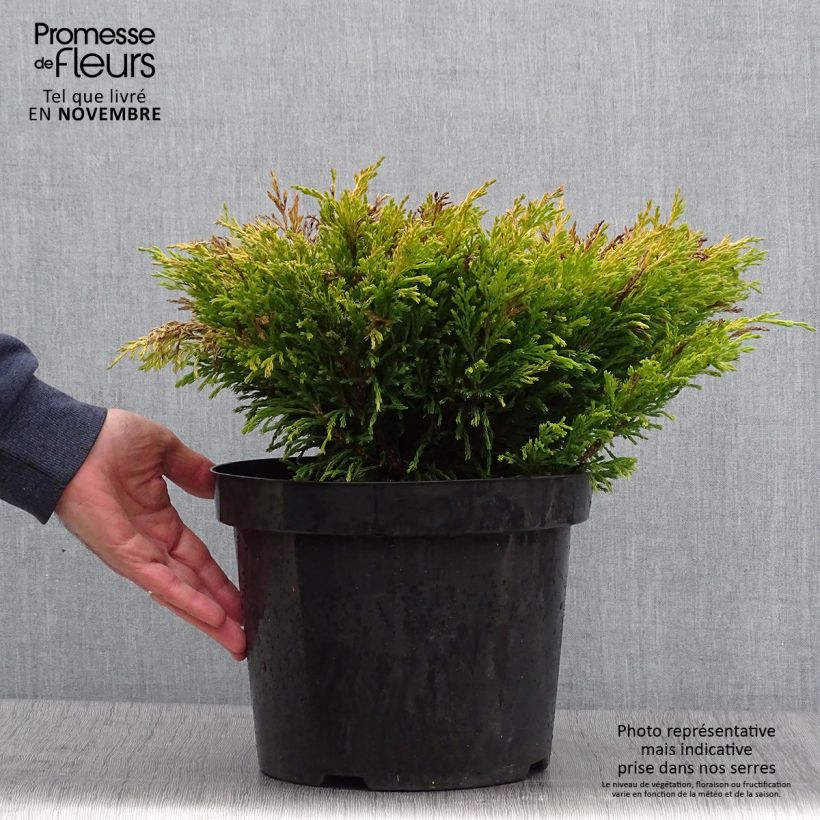 Exemplaar van Genévrier horizontal - Juniperus horizontalis Limeglow Pot de 7,5L/10L zoals geleverd in de herfst