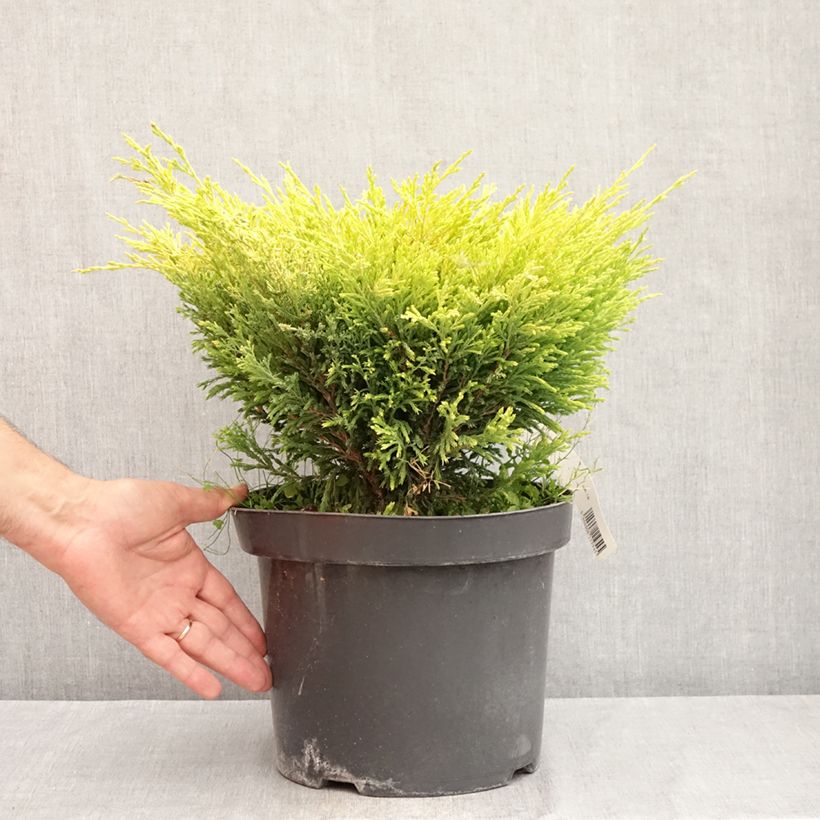 Exemplaar van Juniperus horizontalis Limeglow - Kruipende jeneverbes Pot van 7,5 l/10 l zoals geleverd in de zomer