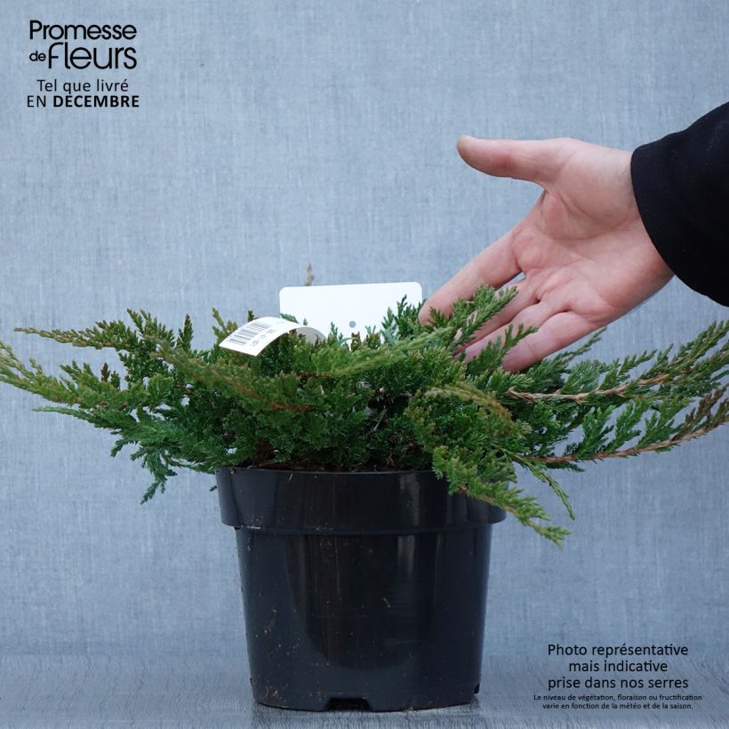 Exemplaar van Juniperus horizontalis Prince Of Wales - Kruipende jeneverbes Pot van 2 l/3 l zoals geleverd in de herfst