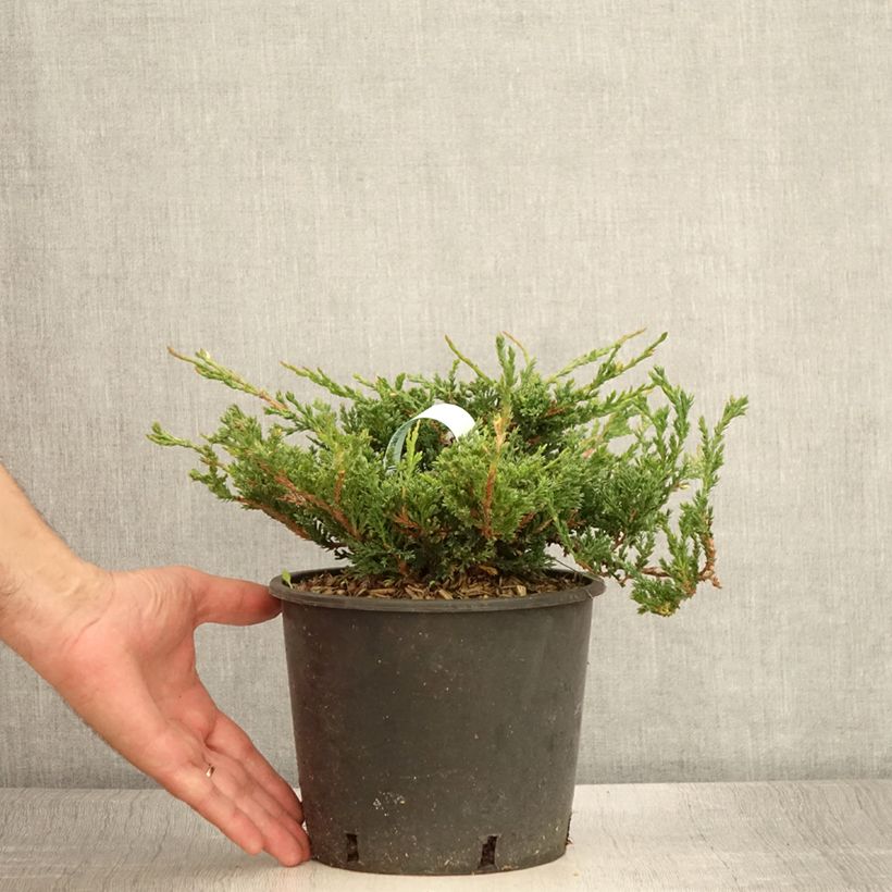 Exemplaar van Juniperus horizontalis Prince Of Wales - Kruipende jeneverbes Pot van 2 l/3 l zoals geleverd in de zomer