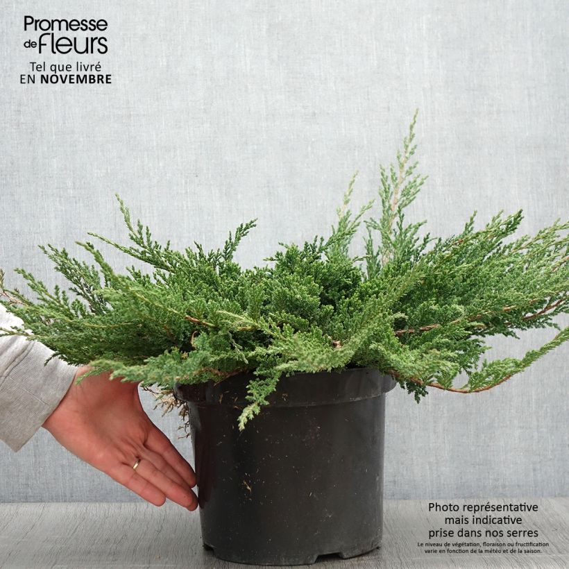 Exemplaar van Juniperus horizontalis Prince Of Wales - Kruipende jeneverbes Pot van 7,5 l/10 l zoals geleverd in de herfst