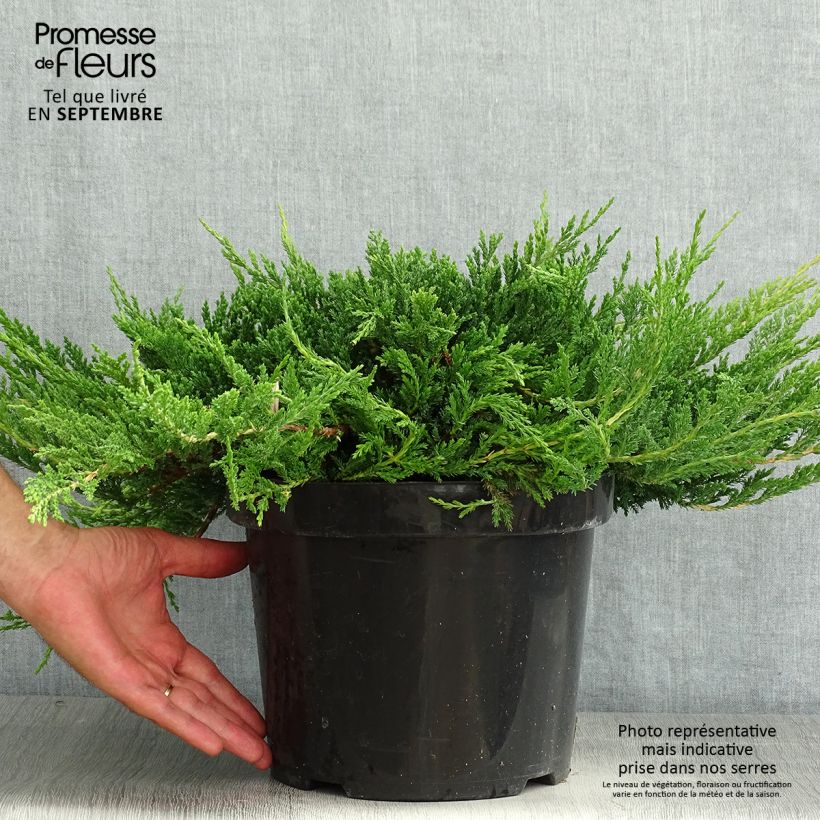Exemplaar van Juniperus horizontalis Prince Of Wales - Kruipende jeneverbes Pot van 7,5 l/10 l zoals geleverd in de zomer