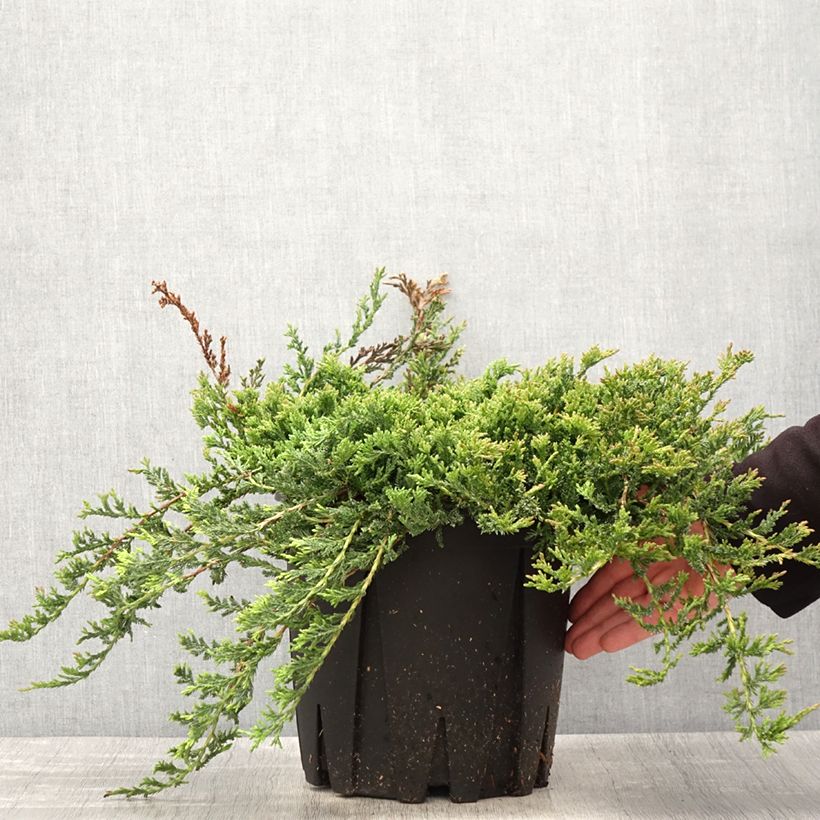 Example of Juniperus horizontalis Prince Of Wales - Kruipende jeneverbes Pot van 7,5 l/10 l as you get in printemps