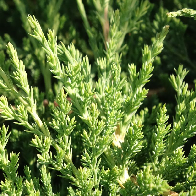 Juniperus horizontalis Prince Of Wales - Kruipende jeneverbes (Blad)
