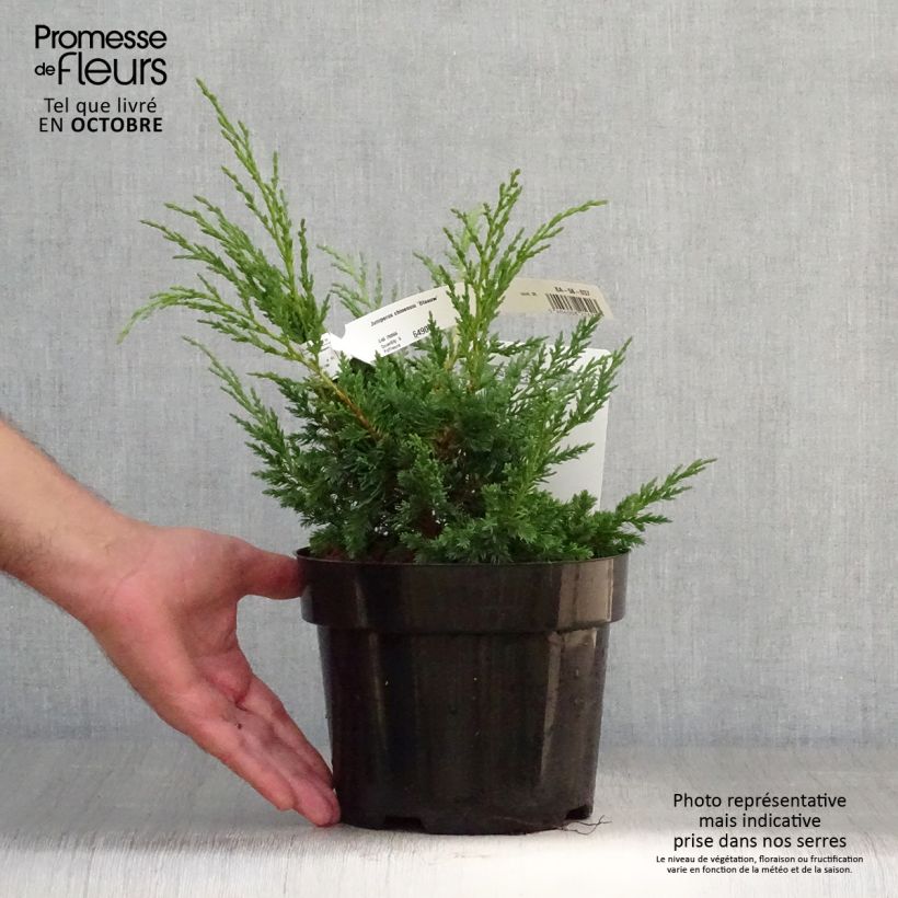 Exemplaar van Juniperus chinensis Blaauw - Chinese jeneverbes Pot van 2 l/3 l zoals geleverd in de herfst