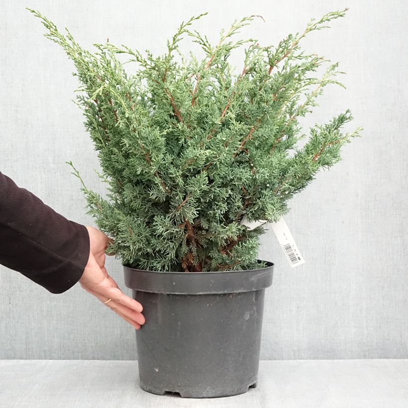 Exemplaar van Juniperus chinensis Blaauw - Chinese jeneverbes Pot van 7,5 l/10 l zoals geleverd in de herfst