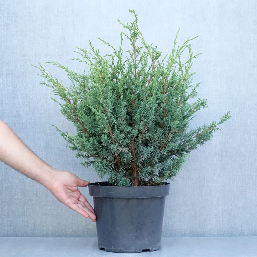 Exemplaar van Juniperus chinensis Blaauw - Chinese jeneverbes Pot van 7,5 l/10 l zoals geleverd in de zomer