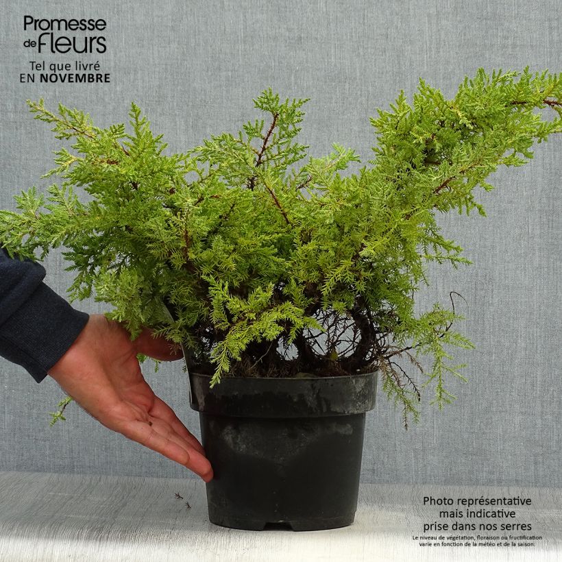 Exemplaar van Chinese jeneverbes Goldkissen - Juniperus pfitzeriana Pot van 2 l/3 l zoals geleverd in de herfst