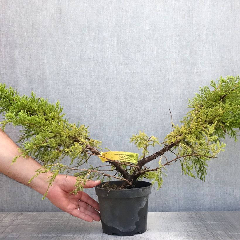 Exemplaar van Chinese jeneverbes Goldkissen - Juniperus pfitzeriana Pot van 2 l/3 l zoals geleverd in de zomer