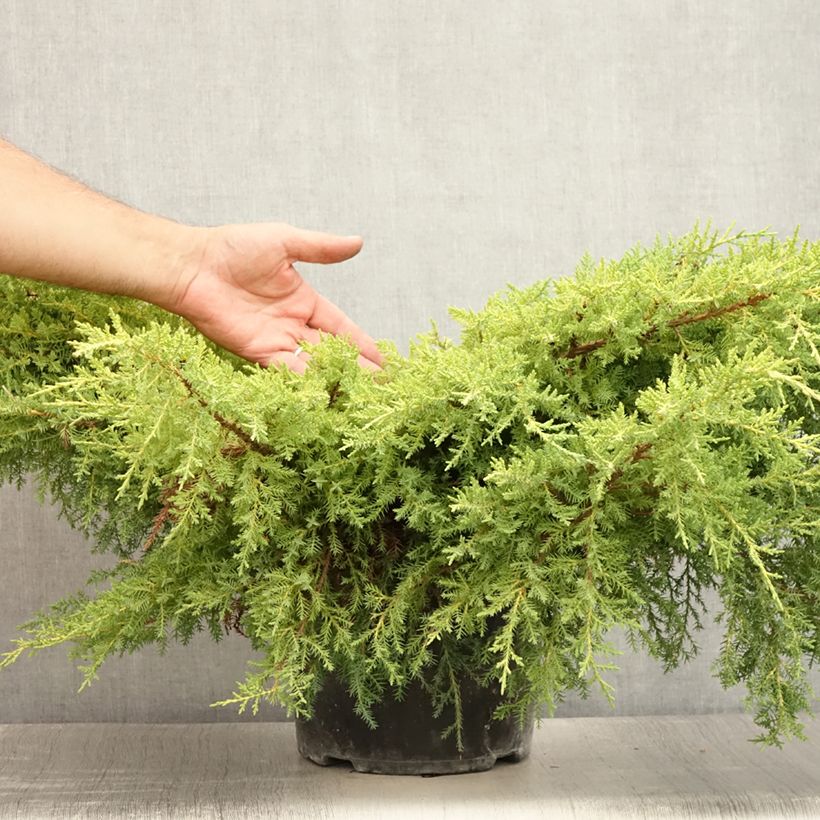 Exemplaar van Chinese jeneverbes Goldkissen - Juniperus pfitzeriana Pot van 7,5 l/10 l zoals geleverd in de zomer