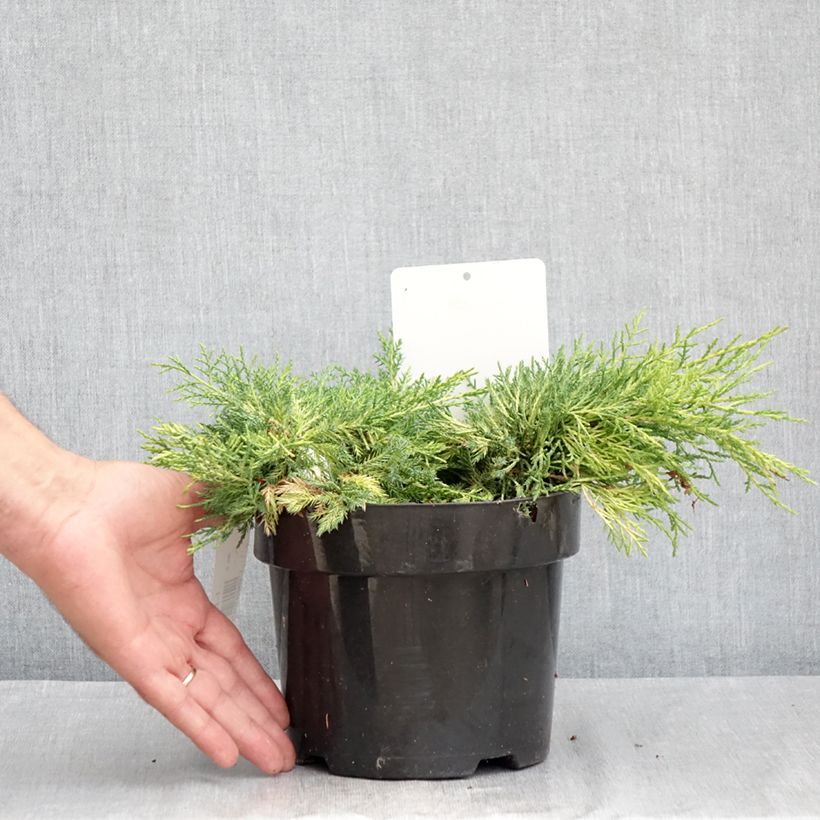 Exemplaar van Juniperus pfitzeriana King Of Spring - Jeneverbes Pot van 2 l/3 l zoals geleverd in de zomer