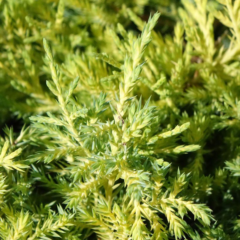 Juniperus pfitzeriana King Of Spring - Jeneverbes (Blad)