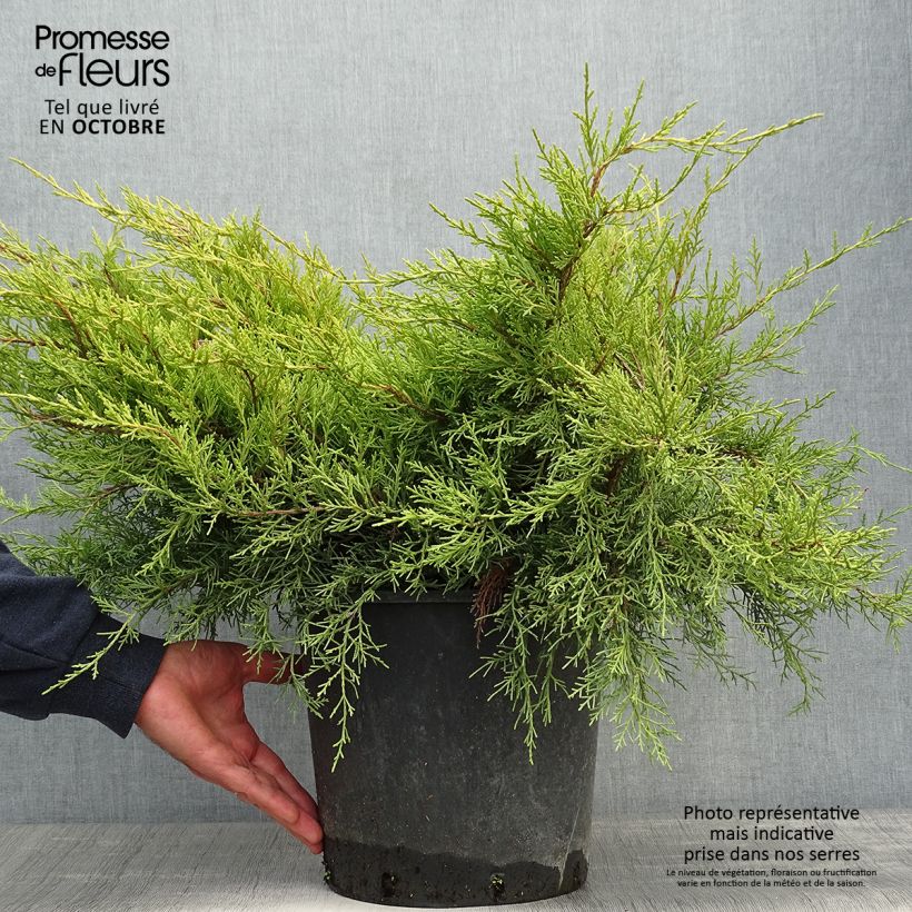 Exemplaar van Juniperus pfitzeriana Old Gold - Chinese jeneverbes Pot van 7,5 l/10 l zoals geleverd in de herfst