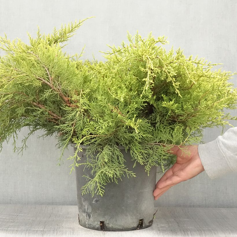 Exemplaar van Juniperus pfitzeriana Old Gold - Chinese jeneverbes Pot van 7,5 l/10 l zoals geleverd in de zomer