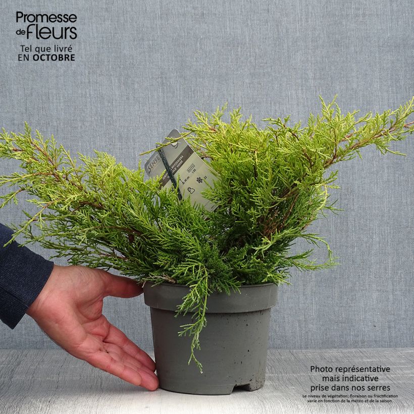 Exemplaar van Juniperus pfitzeriana Old Gold - Chinese jeneverbes Pot van 2 l/3 l zoals geleverd in de herfst