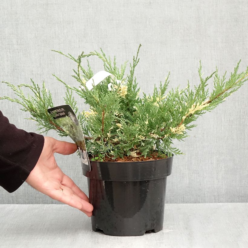 Exemplaar van Juniperus pfitzeriana White Splash - Jeneverbes Pot van 2 l/3 l zoals geleverd in de herfst