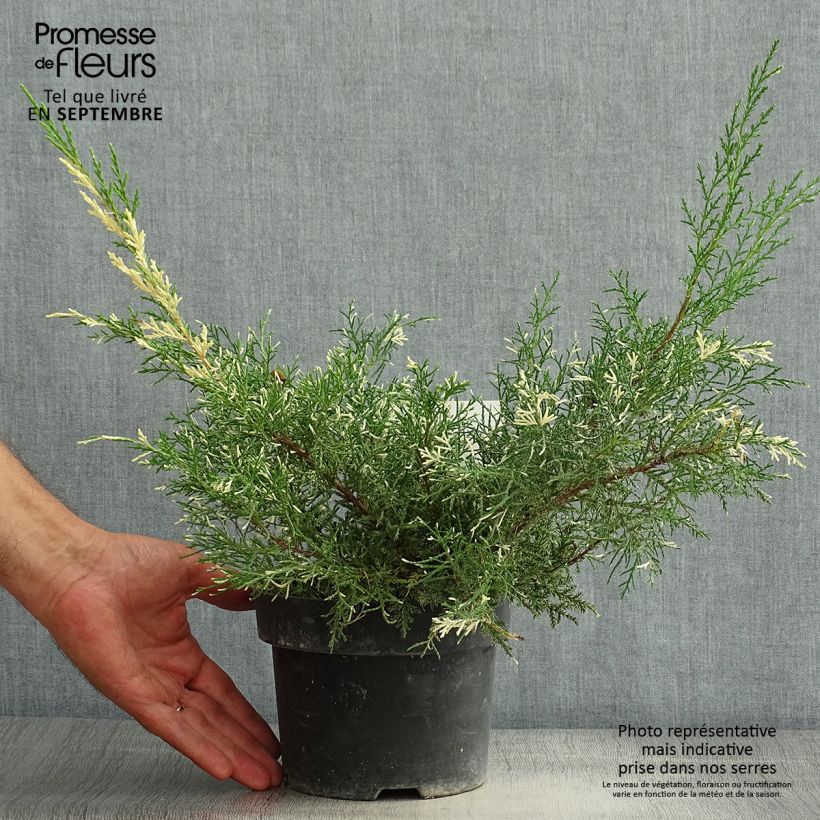 Exemplaar van Juniperus pfitzeriana White Splash - Jeneverbes Pot van 2 l/3 l zoals geleverd in de zomer