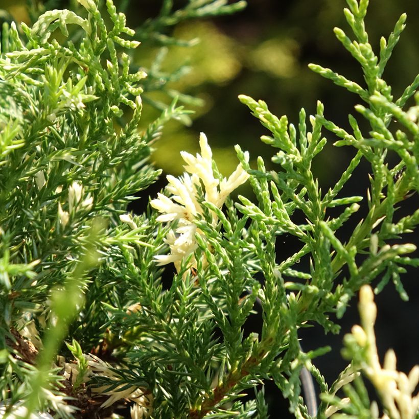 Juniperus pfitzeriana White Splash - Jeneverbes (Blad)