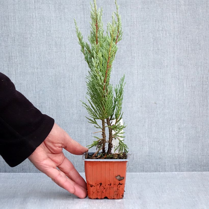 Exemplaar van Juniperus scopulorum Moonglow - Jeneverbes Kweekpotje van 8/9 cm zoals geleverd in de herfst