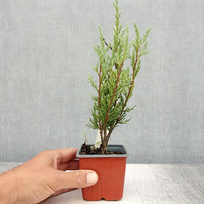 Exemplaar van Juniperus scopulorum Moonglow - Jeneverbes Kweekpotje van 8/9 cm zoals geleverd in de zomer