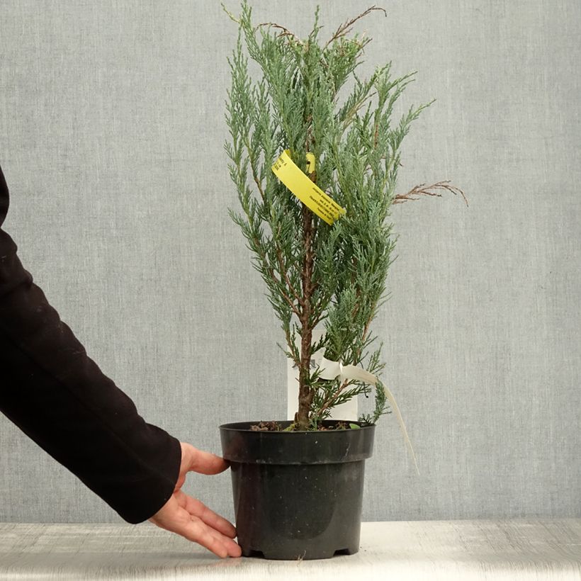 Exemplaar van Juniperus scopulorum Moonglow - Jeneverbes Pot van 2 l/3 l zoals geleverd in de herfst