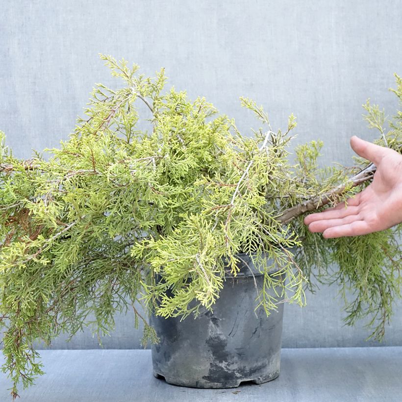 Exemplaar van Juniperus media Gold Coast - Jeneverbes Pot van 7,5 l/10 l zoals geleverd in de herfst