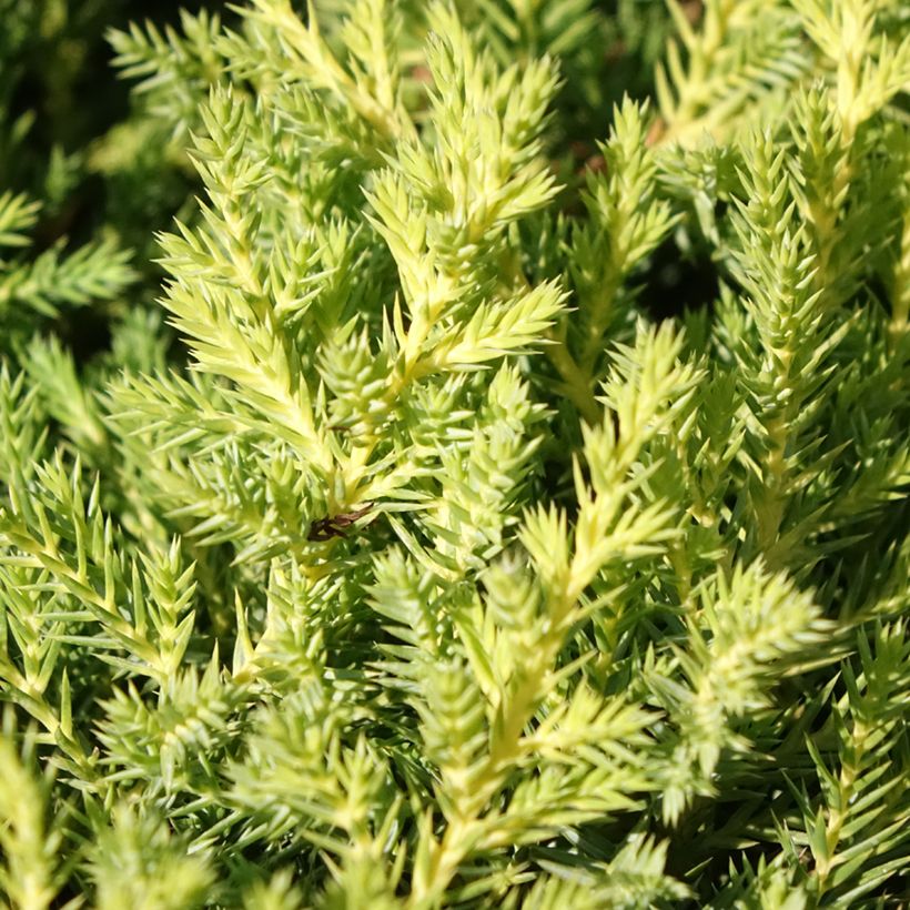 Juniperus media Gold Star - Jeneverbes (Blad)
