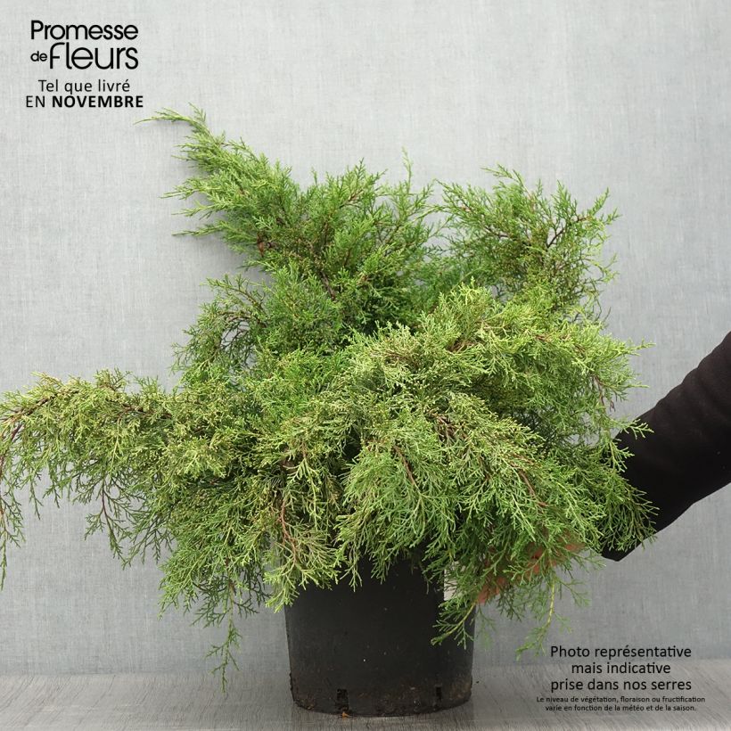 Exemplaar van Juniperus media Mint Julep - Pfitzer-jeneverbes Pot van 7,5 l/10 l zoals geleverd in de herfst