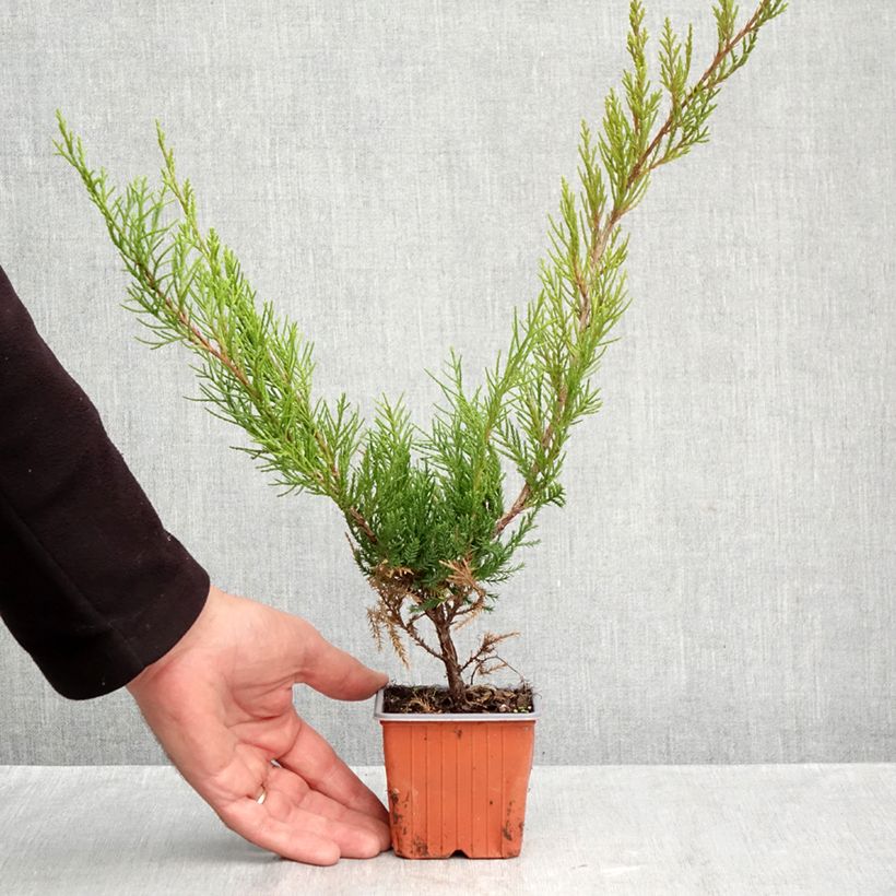Exemplaar van Juniperus media Mint Julep - Pfitzer-jeneverbes Kweekpotje van 8/9 cm zoals geleverd in de herfst