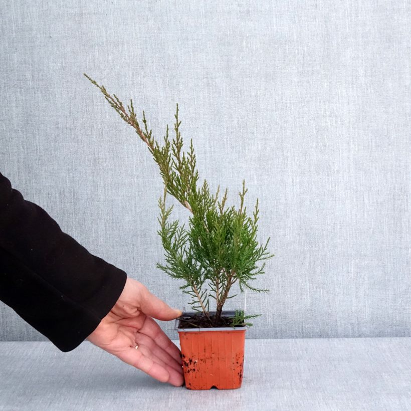 Exemplaar van Genévrier - Juniperus x media Mint Julep Godet de 8/9 cm zoals geleverd in de winter