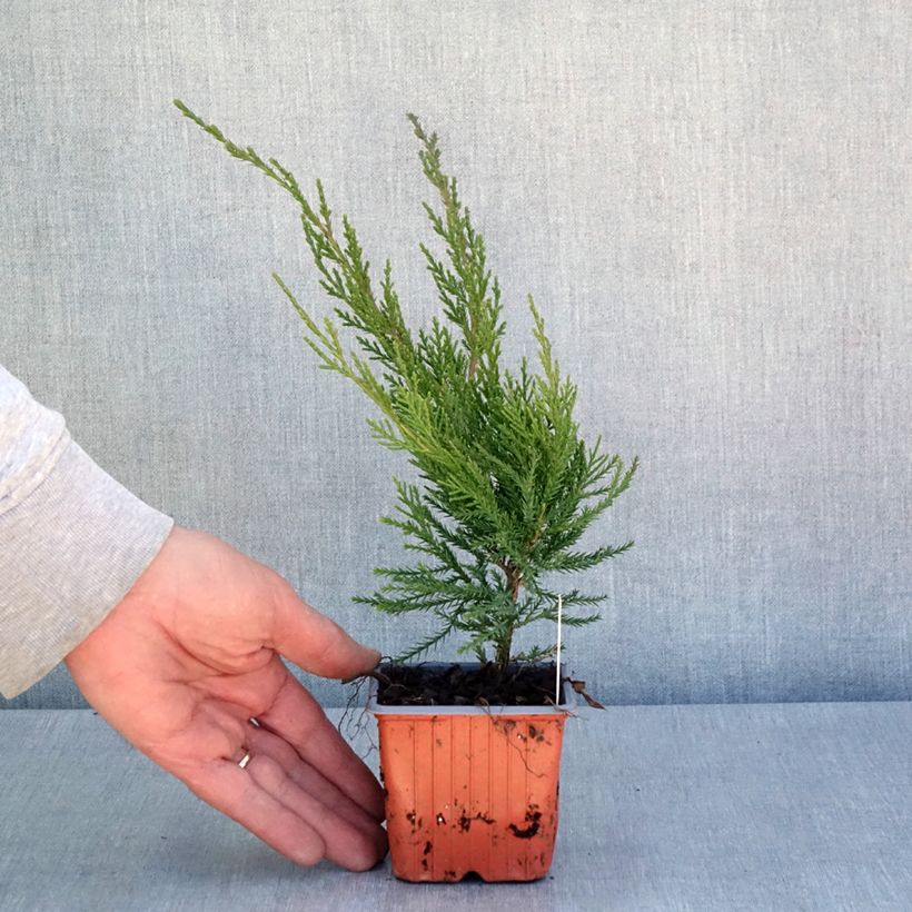 Exemplaar van Juniperus media Mint Julep - Pfitzer-jeneverbes Kweekpotje van 8/9 cm zoals geleverd in de lente