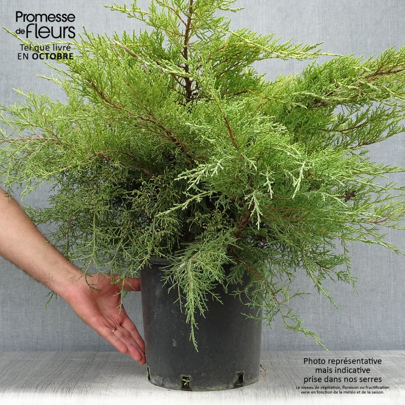 Exemplaar van Juniperus media Pfitzeriana Aurea - Pfitzer-jeneverbes Pot van 7,5 l/10 l zoals geleverd in de herfst