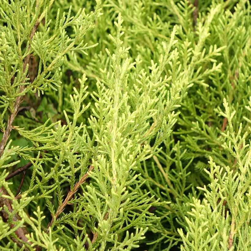 Juniperus media Pfitzeriana Aurea - Pfitzer-jeneverbes (Blad)