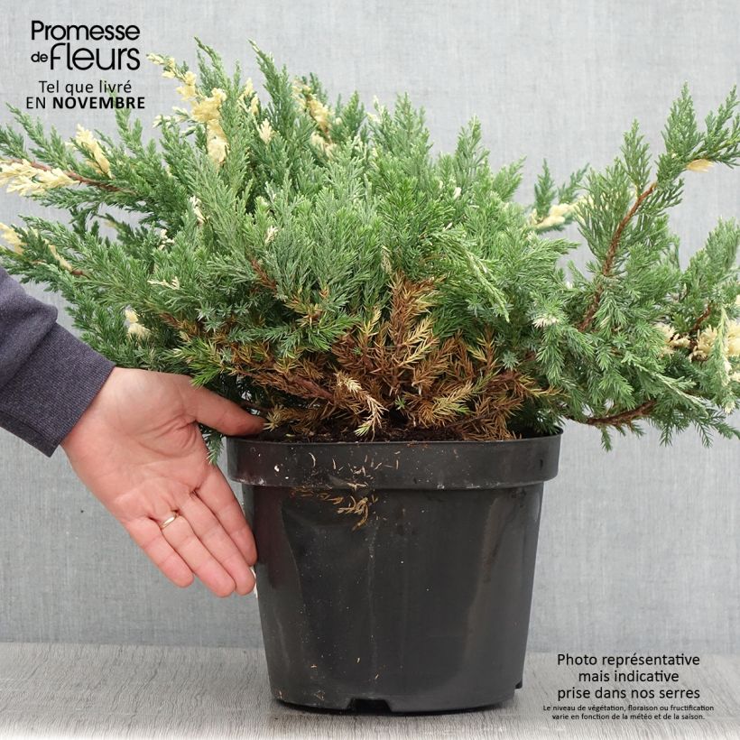 Exemplaar van Genévrier rampant - Juniperus chinensis Expansa Variegata Pot de 7,5L/10L zoals geleverd in de herfst